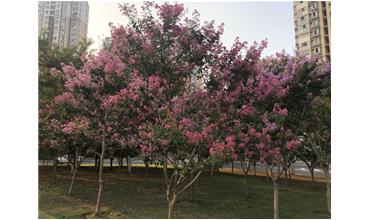夏秋季節(jié)，錫城首次驚現(xiàn)紫薇花開美景